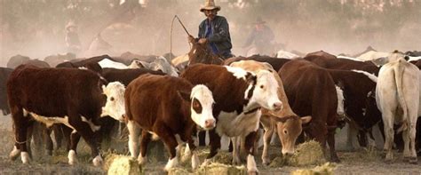 The brahman is one of the most popular breeds of cattle intended for meat processing and is widely used in argentina, brazil, paraguay, united states, colombia and australia among many other places. The biggest cattle business in Australia is ready to sell ...