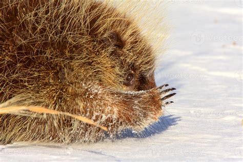 Porcupine In Winter 6228155 Stock Photo At Vecteezy