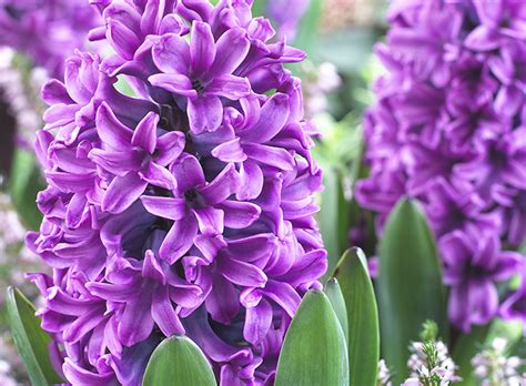 16 Of Our Favorite Easter Plants And Flowers English Gardens