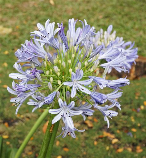 Después de sacar la planta del suelo, divida los tubérculos por la mitad con un cuchillo afilado y vuelva a plantar una mitad en el lugar original y la. Agapanthus africanus - 2 litre size pot - Cherry Tree Nursery