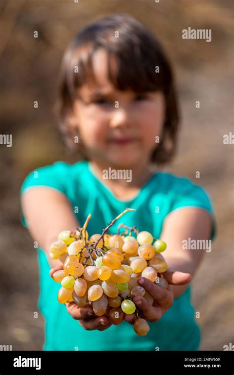 Grapes Harvest Little Girl Hands With Freshly Harvested Grapes Stock