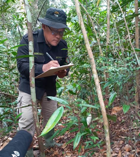 SM Bukit Rimbang Bukit Baling Dipulihkan Dengan Suksesi Alami - Ditjen