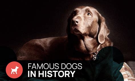 The Paws Of Fame 5 Famous Dogs In History