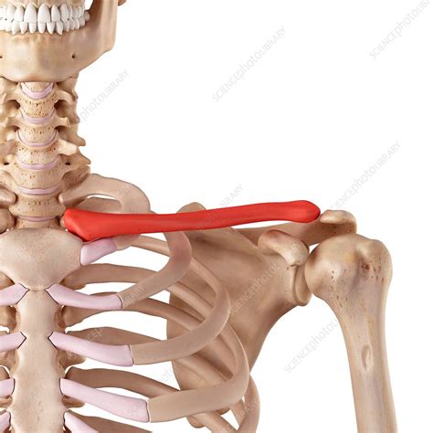Human Clavicle Stock Image F0156423 Science Photo Library
