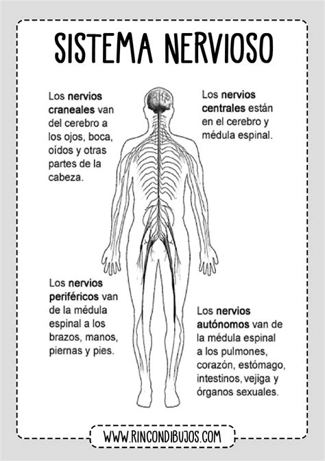 Sistema Nervioso Nervios Partes Rincon Dibujos
