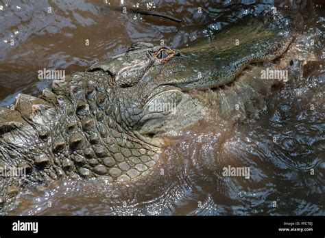 Alligator Eyes Above Water Hi Res Stock Photography And Images Alamy