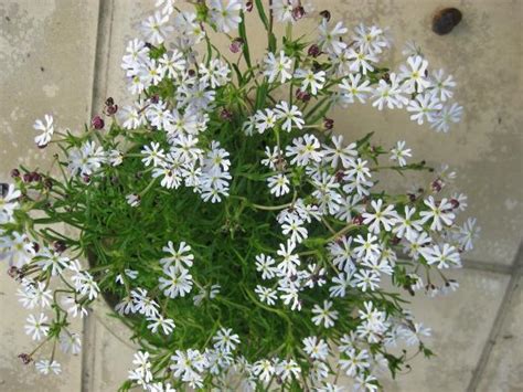 Night phlox midnight candy * very fragrant heirloom!! Zaluzianskya capensis . surinenglish.com