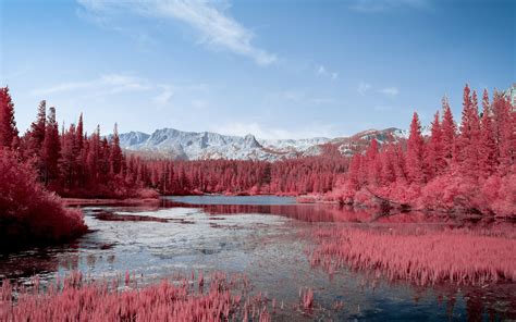 Autumn Red Pink Trees Lake 5k Macbook Pro Wallpaper Download