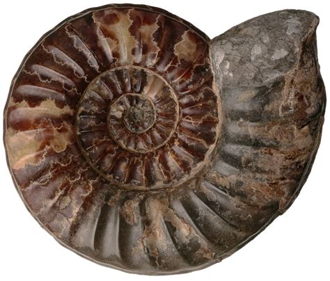 Types Of Fossils Amber Fossils Dk Find Out