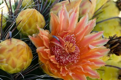 Discover the great deals on. Fish Hook Barrel Cactus Blossom | Flickr - Photo Sharing!