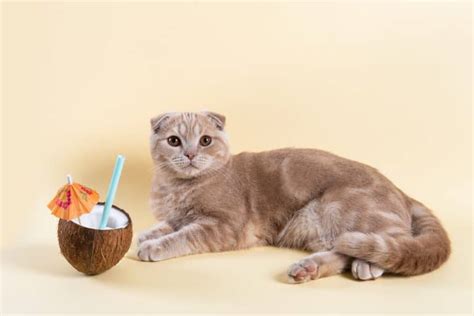 Can Cats Eat Coconut 9 Interesting Facts