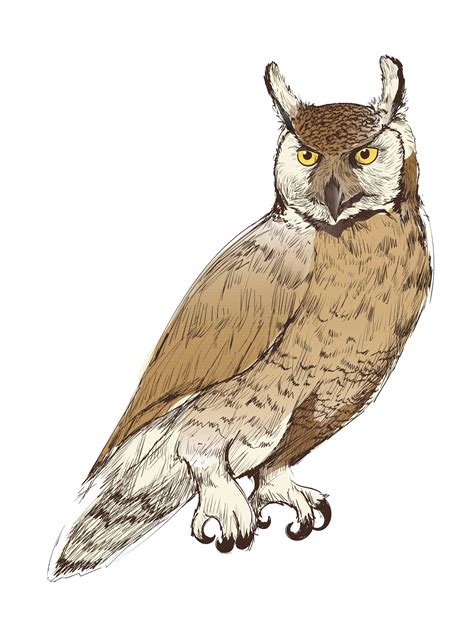 Illustration Drawing Style Of Owl Download Free Vectors Clipart