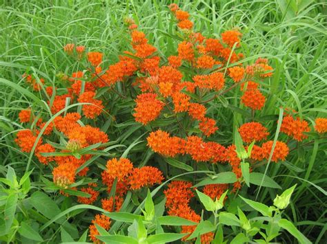 Perennial Of The Year Butterfly Weed Home And Garden