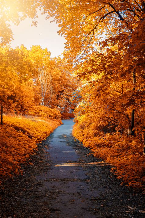 Photo Of Path In Between Woods During Autumn · Free Stock Photo