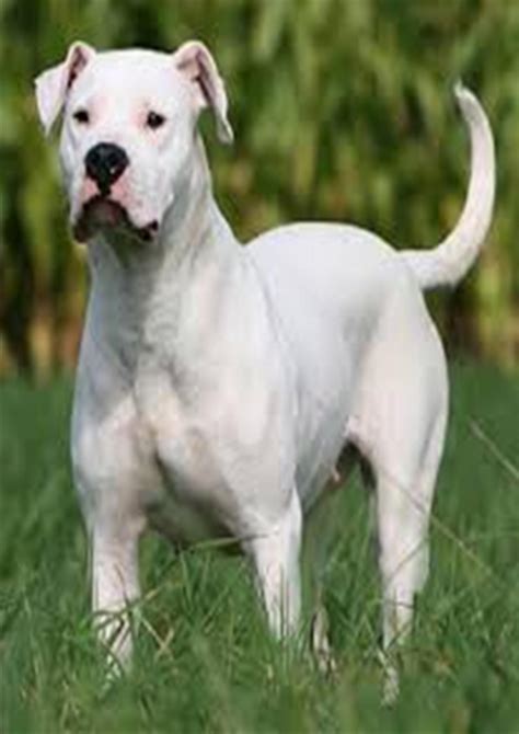 The dogo argentino plays the part his looks might suggest. Dogo Argentino - Daxton's Friends