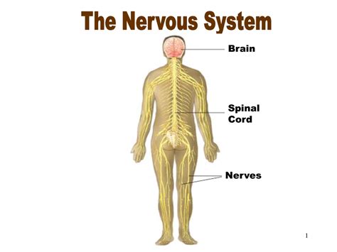 Nervous System The Human Body Systemsby Jillian Nelson