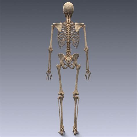 Human Skeleton Rigged Human Skeleton Rigs Human