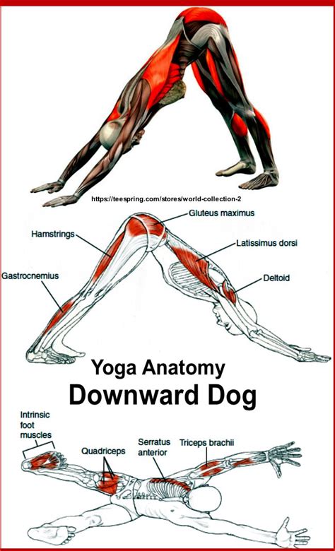 Major Muscle Used Of Downward Dog How To Improve Your Climbing