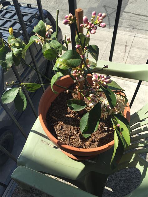 Maintain plant health and protect water quality by fertilizing and watering correctly. HELP Bought Dwarf Lemon tree 2 weeks ago..Looking for ...