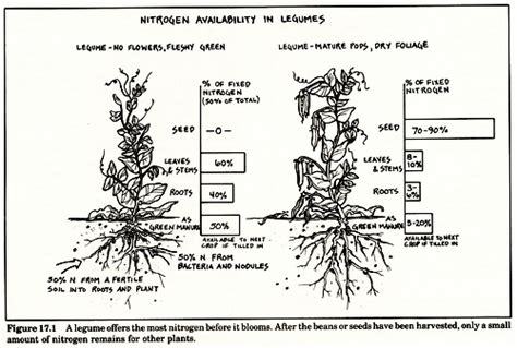 If it is not added to the soil properly and in the right amount, it can result in more damage than good. Do Legumes Add Nitrogen to the Soil? - Garden Myths