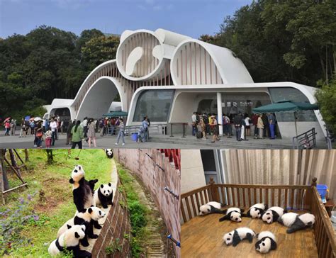 Where To See Pandas In China Top 5 Places To See Giant Pandas