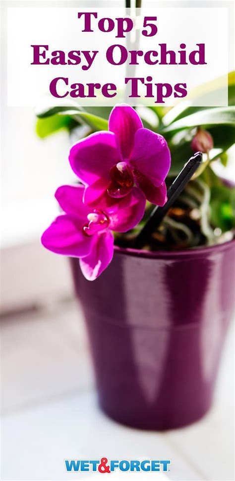 5 Tips To Taking Care Of Orchids In Your Home Lifes Dirty Clean