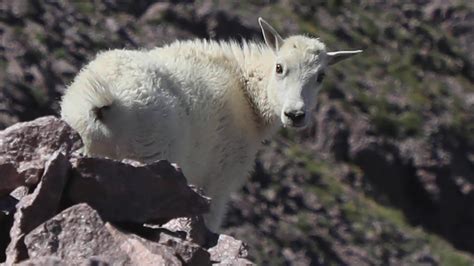Mountain Goats Video Sw Utah 60 Sec Youtube