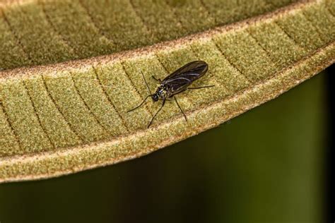Adult Dark Winged Fungus Gnat Stock Image Image Of Insecta Detail