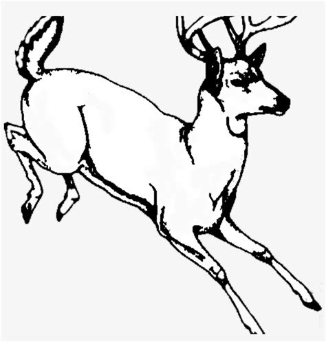 List 104 Background Images Deer Buck Drawings Black And White Completed