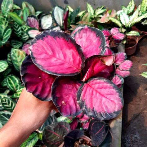 Keberadaan tanaman hias di rumah merupakan cara untuk tambah keindahan sekaligus nuansa segar dan asri di dalam hunian, terutama tanaman hias daun. Inilah 12+ Jenis Tanaman Hias Daun Jenis Bunga Calathea ...