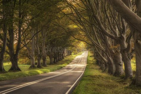 Beautiful Vibrant Road In Autumn Fall Landscape Forest Countryside In