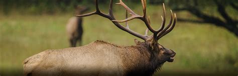 Elk Hunting Kentucky Department Of Fish And Wildlife