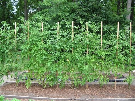 33 Awesome Tips For Planting Growing And Harvesting Tomatoes