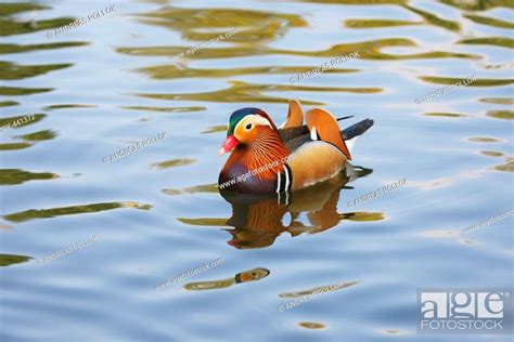 Mandarin Duck Aix Galericulata Stock Photo Picture And Royalty