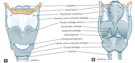 Anatomy Of Larynx Muscles