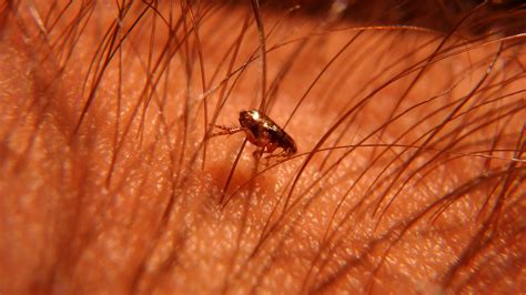 Flea Infestation Treatment Jims Termite And Pest Control Aus