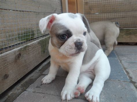 If you are looking to adopt or buy a frenchy take a look here for puppies for as low as $300! Blue fawn pied french bulldog puppy for sale | St Helens ...