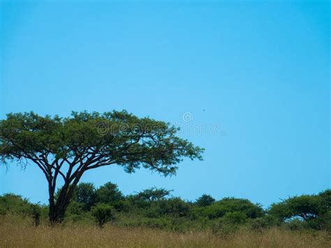259 Serengeti Savanna Landscape Panoramic Stock Photos Free And Royalty