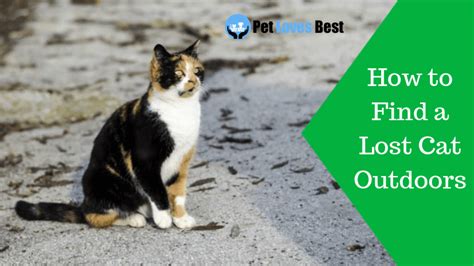 Some communities sponsor websites specifically most important, take steps to prevent cats from becoming lost in the first place. Missing Cat: How to Find a Lost Cat Outdoors | Time Saving ...