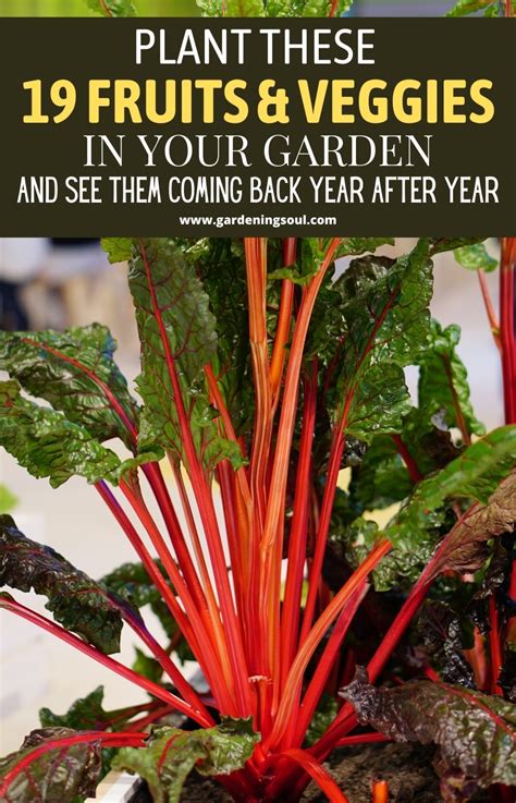 Plant These 19 Fruits And Veggies Gardening Soul