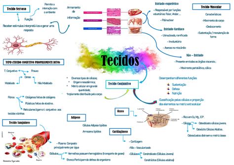 Mapa Mental Tecido Conjuntivo E Tecido Nervoso Histologia I Porn Sex