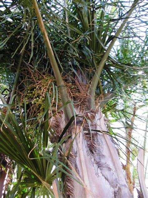 Hinterland Mama Palm Tree Seed Pods