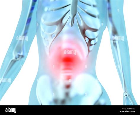 Female Anatomy Stomach Ache And Pain Sensation Stock Photo Alamy