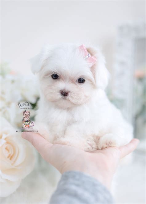 White Maltese Puppies Teacup Puppies And Boutique