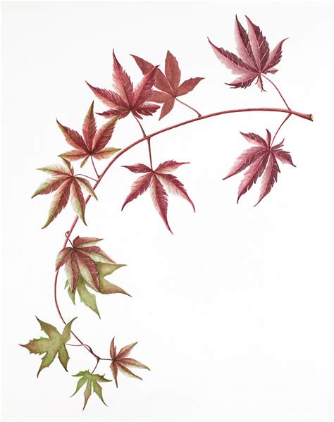 Japanese Maple Painting By Deborah Kopka Pixels