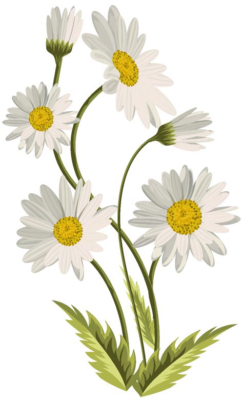 Download High Quality Daisy Clipart No Background Transparent Png