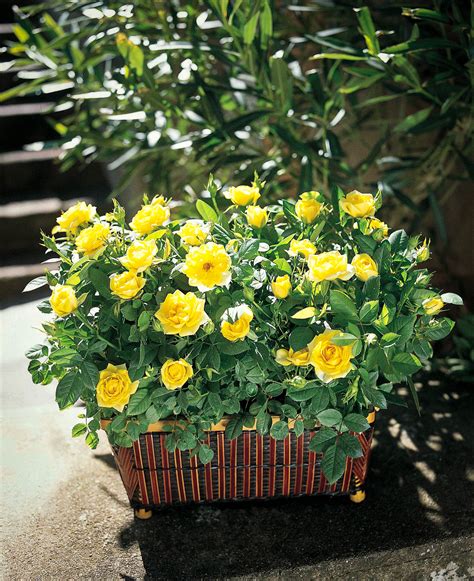 Sunny Knockout Rose For Sale The Tree Center