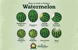 How To Pick A Perfect Watermelon Eagle Eye Produce