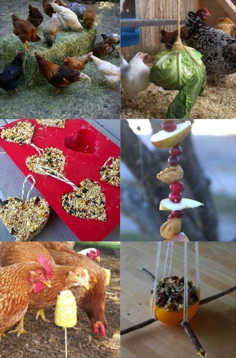 15 Amazing Chicken Toys To Keep Your Flock Happy And Healthy Chicken