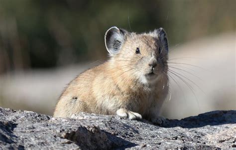 Nature Notes Pikas Are Charismatic Mountain Dwellers